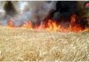 Fires roughly damage 1000 dunums planted with wheat in Syria’s Hasaka/By Basma Qaddour, Syria Times