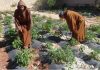 Hope Is Gone, Evil Has Taken Over, We Are At War With The Western Leaders/By Father Daniel, Belgium Priest In Syria/Source: FREESURIYAH Two people tending plants in a garden under sunlight.