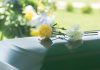 Death by Lockdown/ By Jeffrey A. Tucker Yellow and white flowers resting on a white surface with a blurred background.