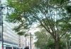 The United Nations and Western Governments Endorse Shocking Vaccine Mandates, Violating Human Bodily Integrity and Autonomy A large crowd gathers outdoors under trees for a protest or rally in an urban area.
