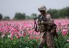 Afghanistan’s “Color Revolution”? Narcotics and the Opium Trade/ By Prof. Chossudovsky