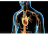 Heart Disease Risk Skyrockets 13,200% Following COVID Injections, CDC Admits/ By Ethan Huff