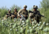 “Empire of Drugs”: Taliban’s Eradication of Opium Reveals Harsh Reality of U.S. Occupation of Afghanistan