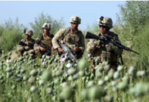 Afghanistan’s Opium Collapse Exposing 40 years of US Intelligence Complicity/By Uriel Araujo
