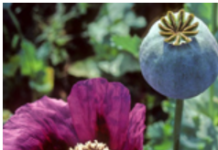 Washington Supports the Multibillion Dollar Trade in Heroin? UN Report: Afghanistan Opium Production Up 49 Per Cent/By Global Research News